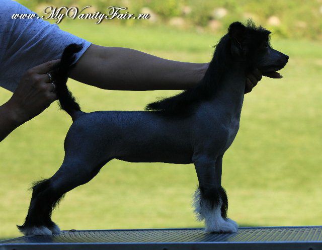 My Vanity Fair Ignite Mystical Night 