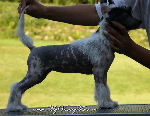 My Vanity Fair Incendiary Dance 