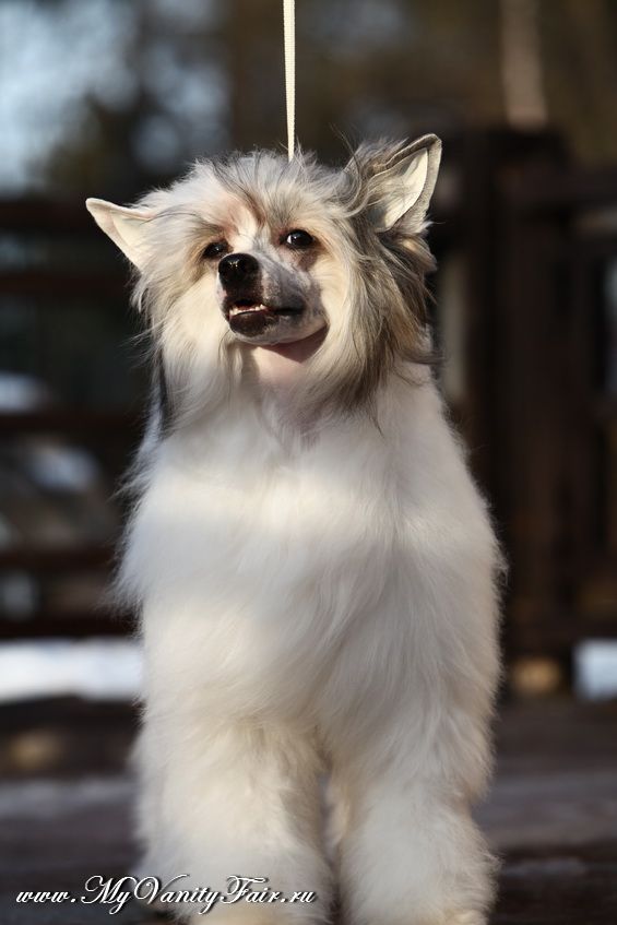 My Vanity Fair Indesign (Puff)