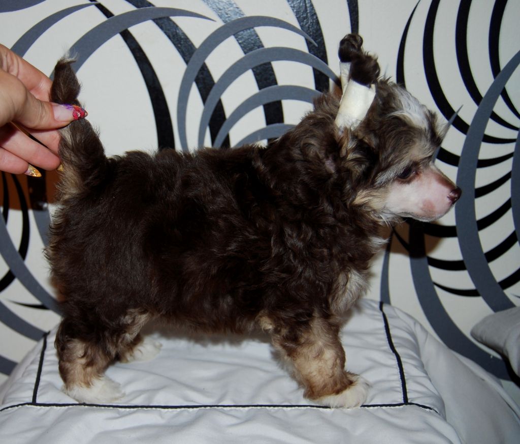 Volshebnaja Loshadka Sheary Exotic Dinaburg