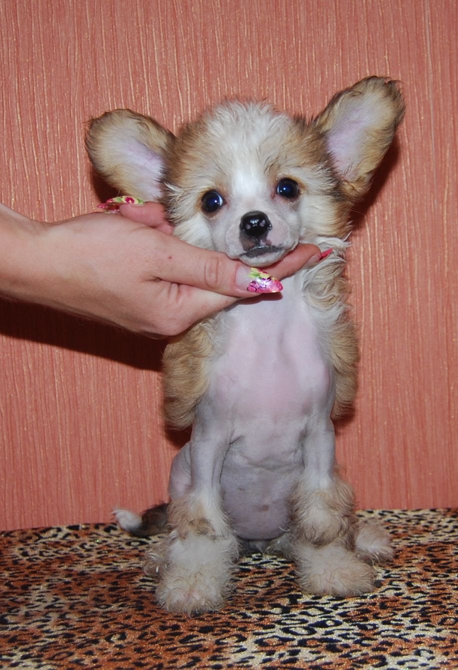 Volshebnaja Loshadka Sheena Exotic Dinaburg 