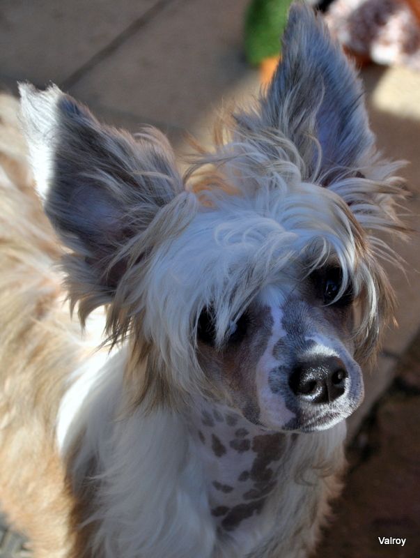 Konishiki Just In Time