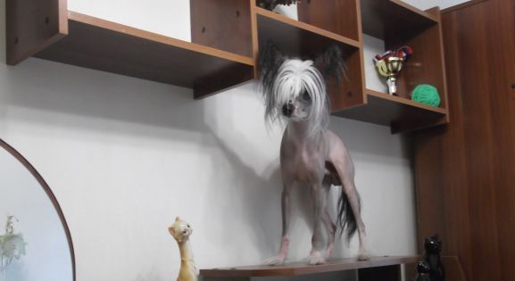 Bentley di Buenos Blueberry Bascoro