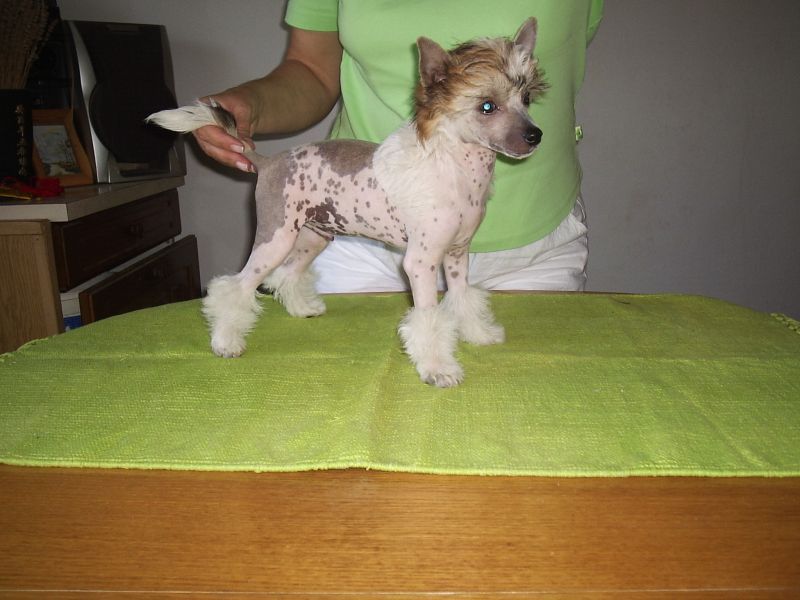 Asterix Domenika Coppa Florio