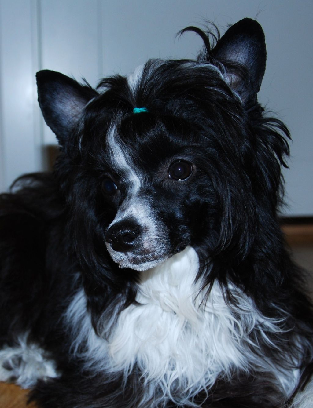 Doggy Liten's Always Want Pepsi