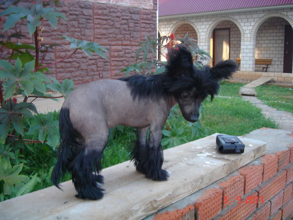 Zabiiarka Agneshka Ognenny Lotos