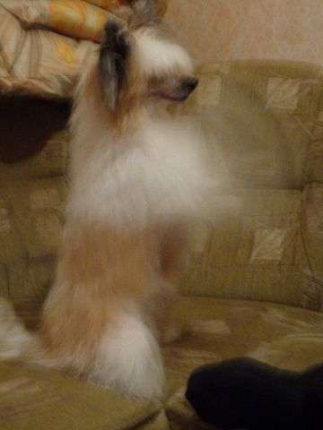 Aura Beauty Tigress Love