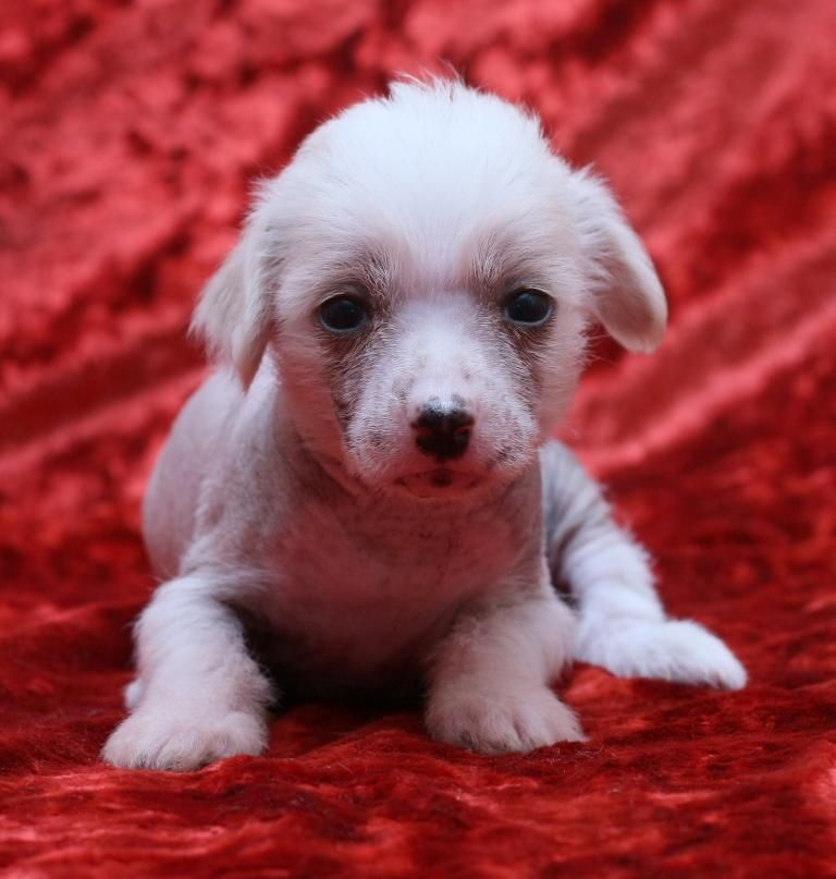 Nyu Art Nadegda & Vera v Lyubov'