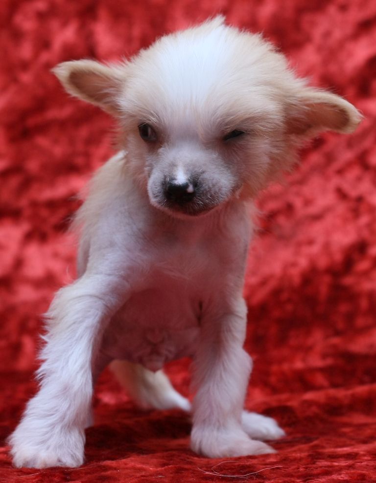 Nyu Art Limonadovy Joe