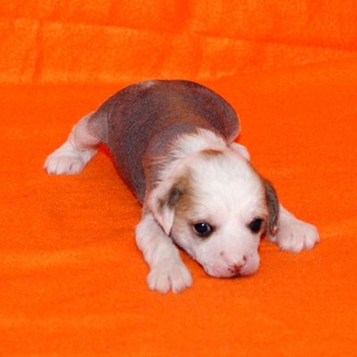 Alvine Band Zilla Vanilla 