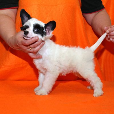 Alvine Band Isabelle Adjani