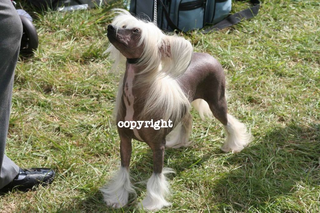 TUYU Mizz Majestical of Spiritcrest shcm