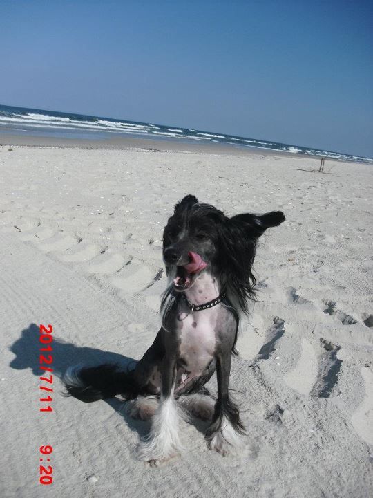 Lykaios Never Say No