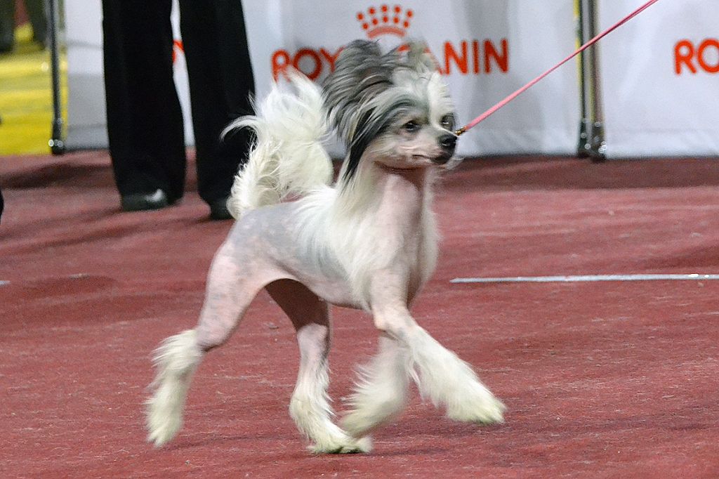 Zlato Dinastii Orihanna