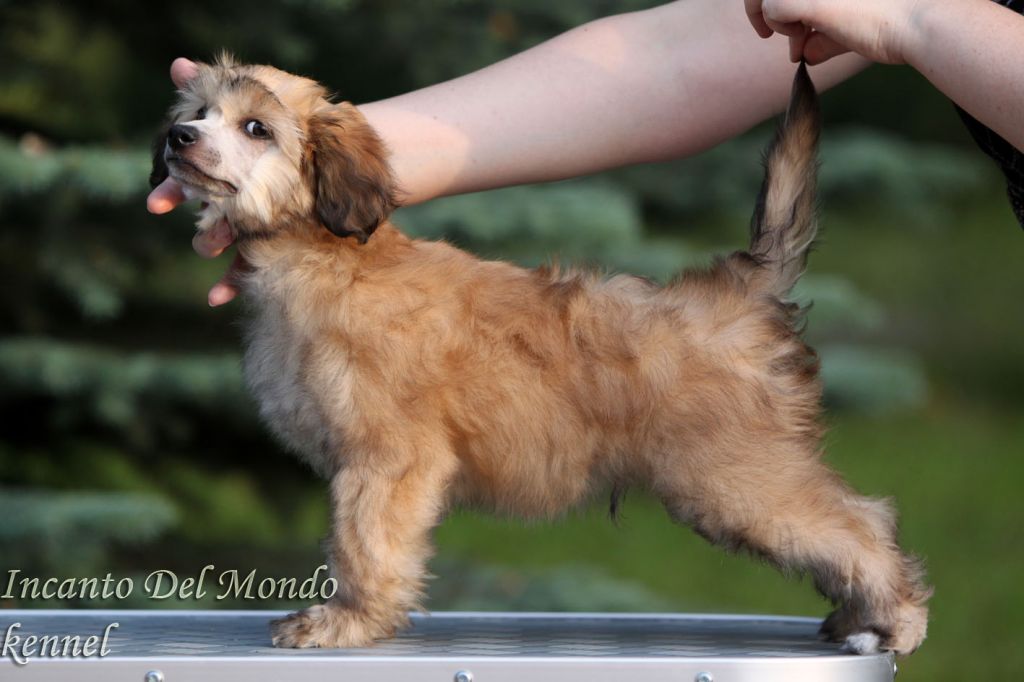 Incanto Del Mondo Antey