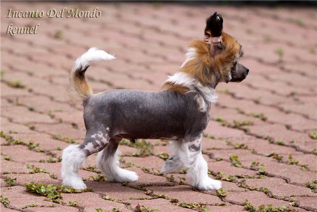 Incanto Del Mondo Arion