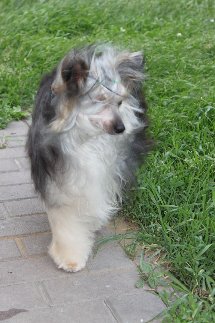 Avrora Del Azart Dog