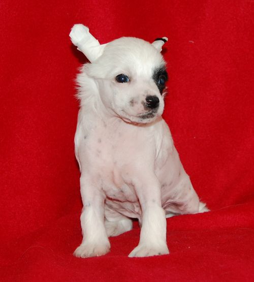 Volshebnaja Loshadka Chilton.