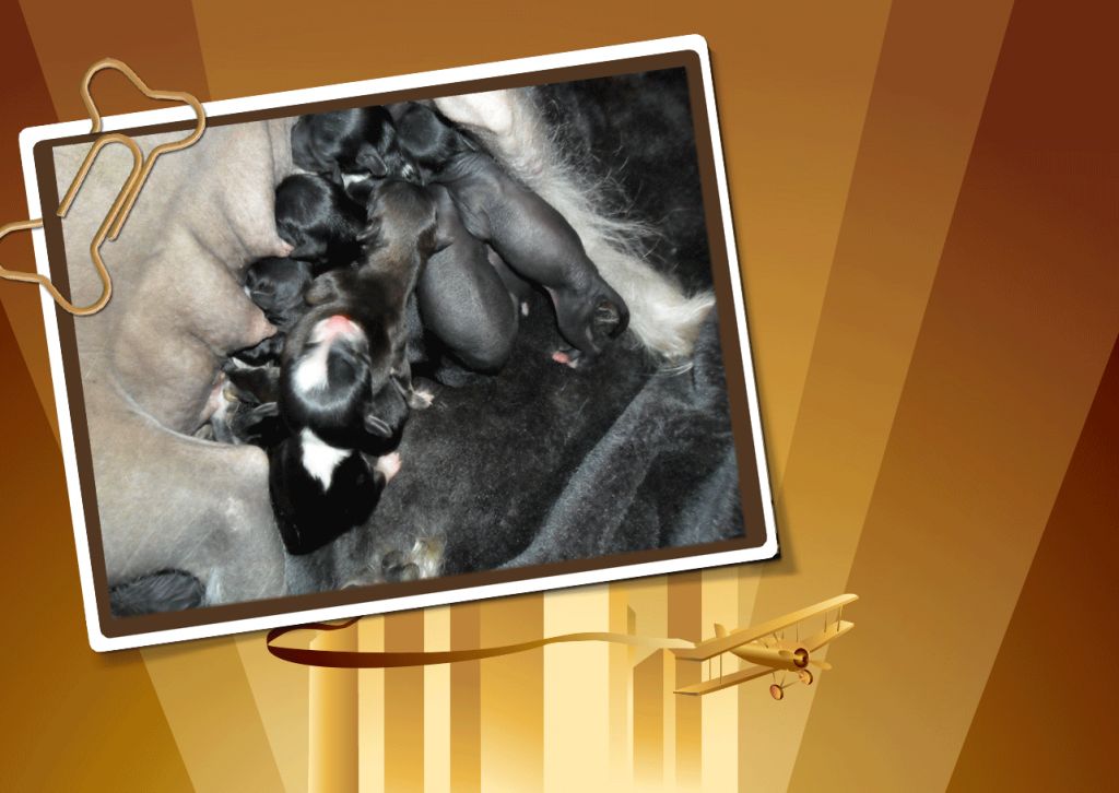 Blue bird paradise G3