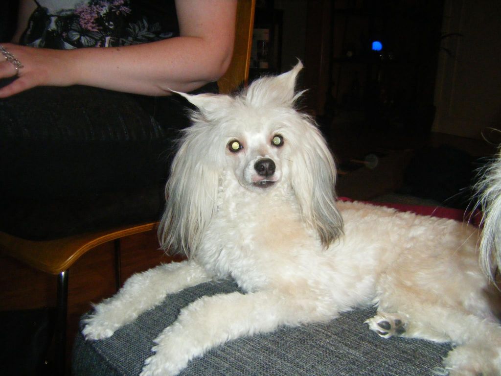 K9Madness Fast'N Furious