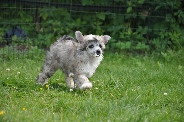 K9Madness Freaky Friday