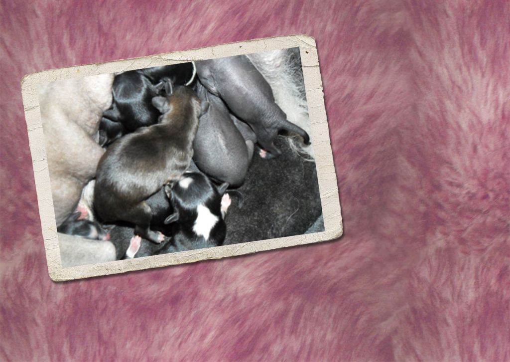 Blue bird paradise G5