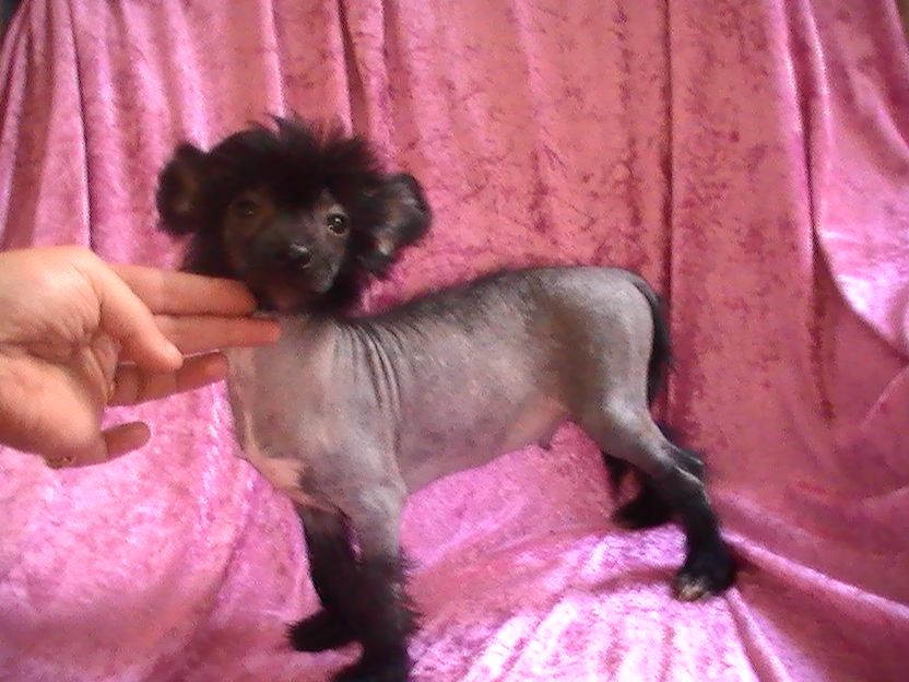 Blue bird paradise G9