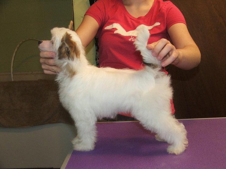 Radiant's Painted Daisy for Bleuell