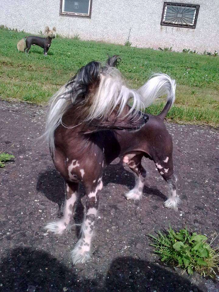 Dinky Popeye z Pulnocního dvora