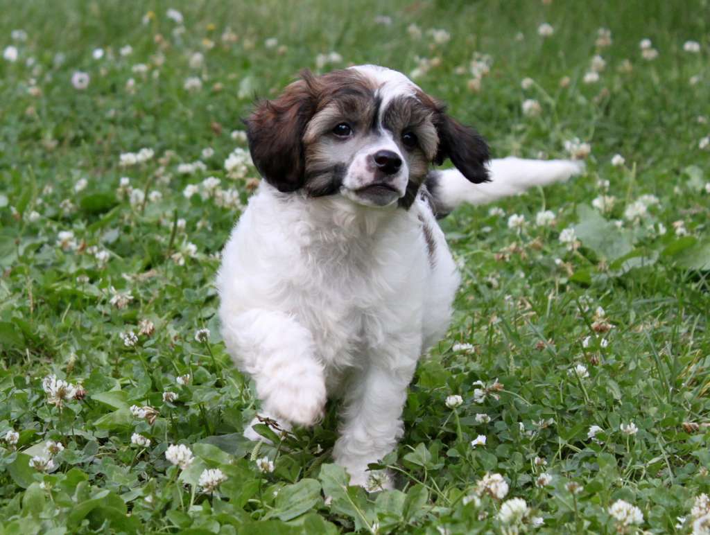 Angel O' Check Neobyknovennoye Chudo