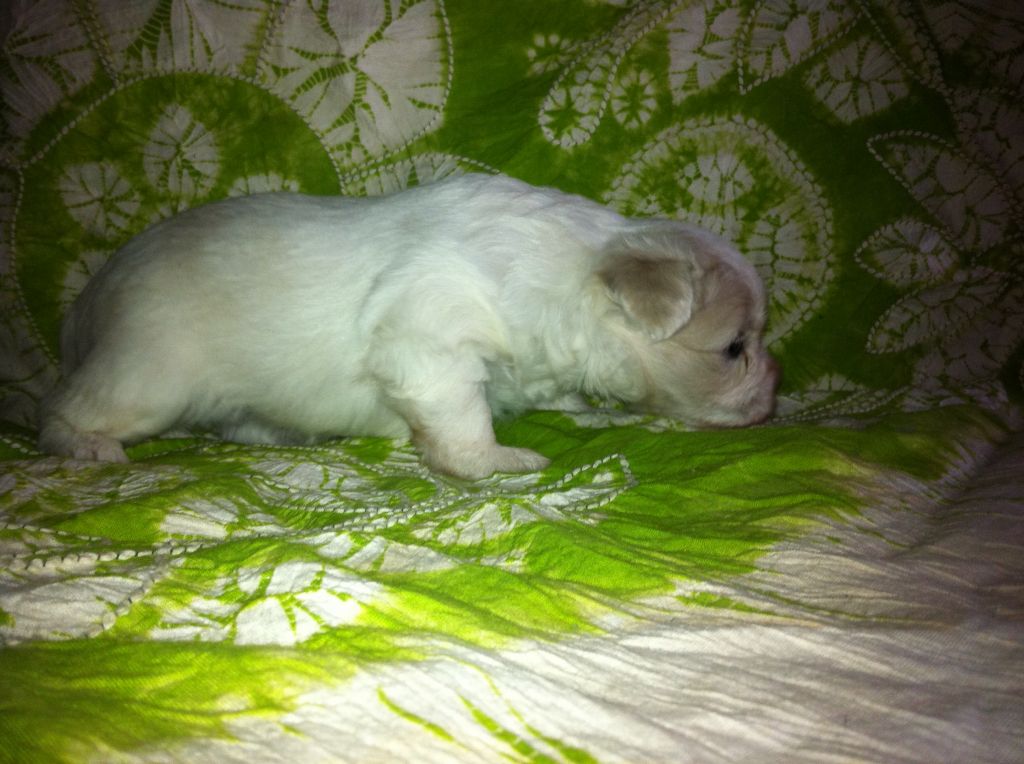 Sky Moonlight Garden FCI Bettina