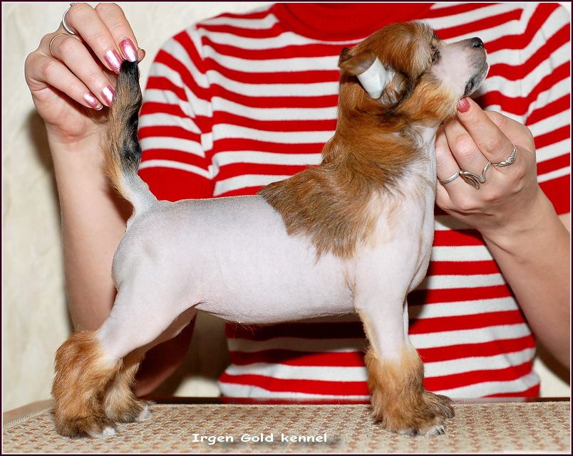 Irgen Gold  Gemma Pixie 