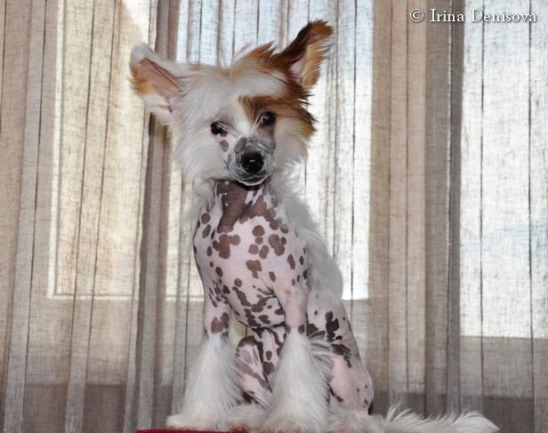 Irgen Gold  Débora Falabella