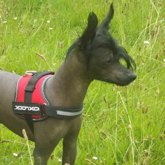 Blade King of Diamonds