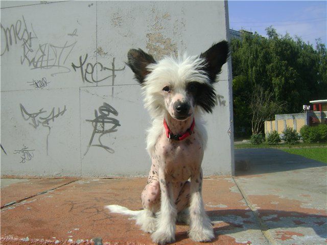 Genny Shain iz Domika Azalii