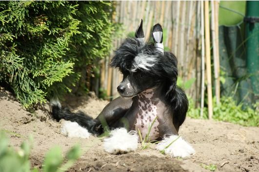 Happy  Black Star  Gold Anet