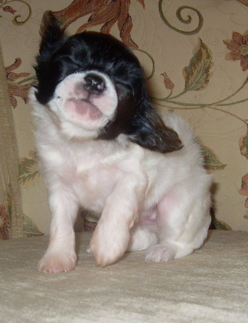 Rossiiskoi imperii zvezda 