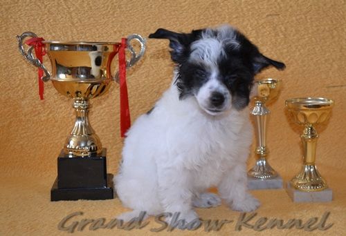 Grand Show Alexis Crown Prince