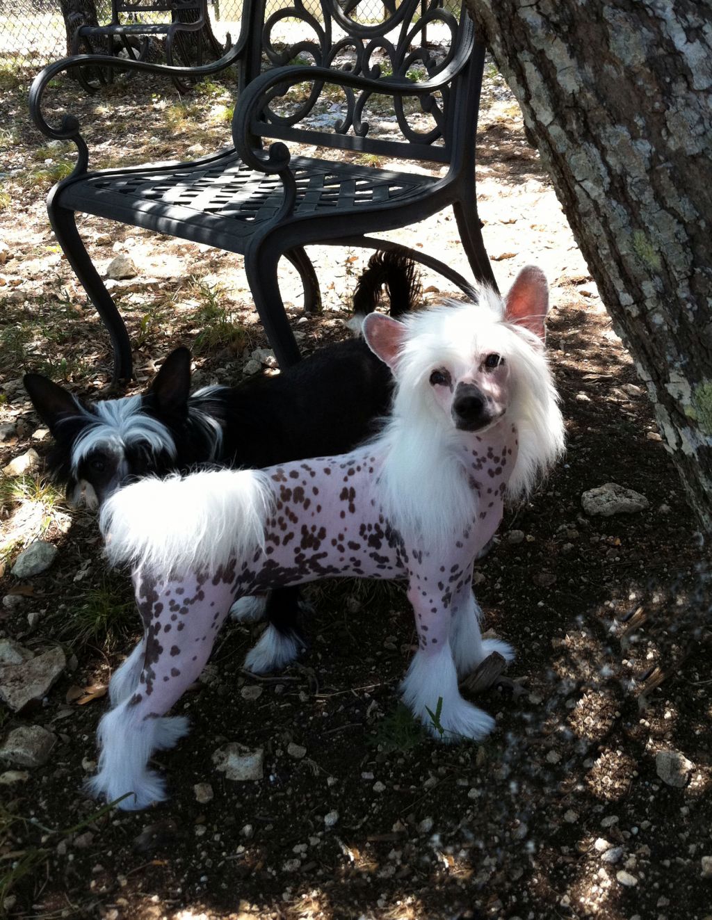 Bcnu Do That Voo Doo That You Do