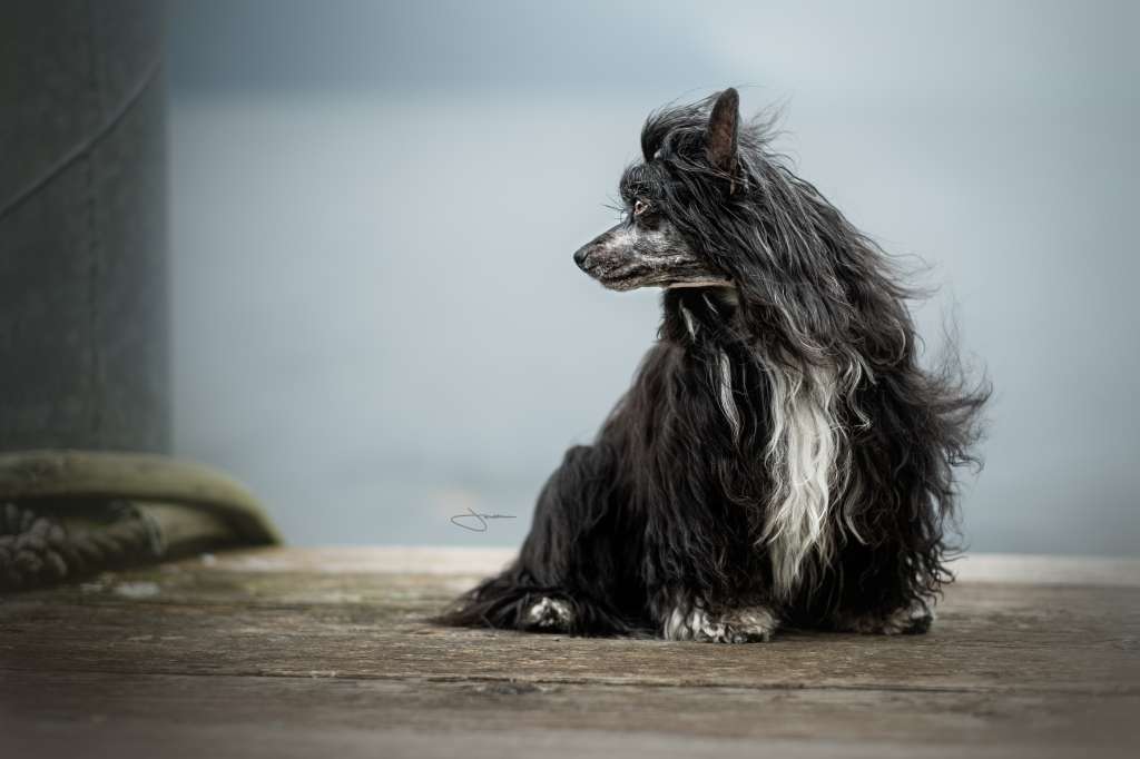 Be My Dog's Up To Dance