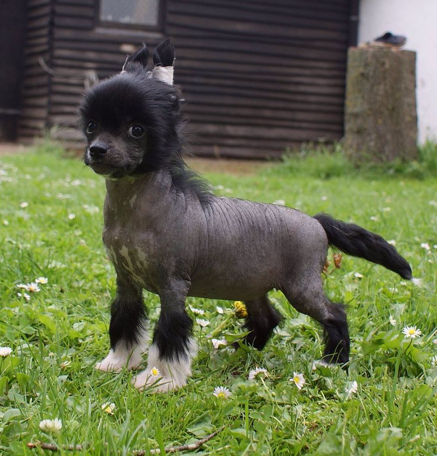 Be My Dog's Unbridled And Nice