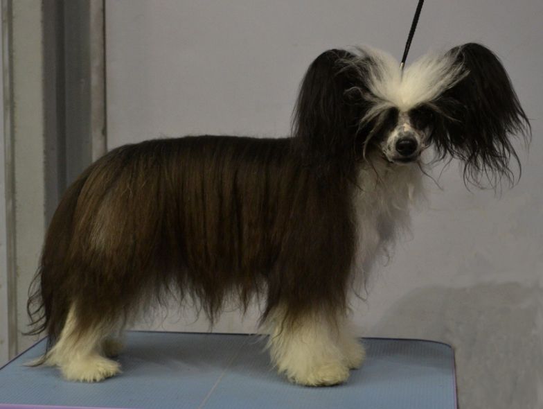 Stormblåstens Norma Jeane