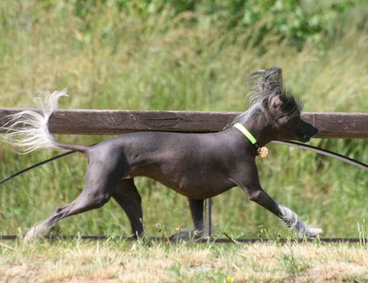 Shadow White Margolotta