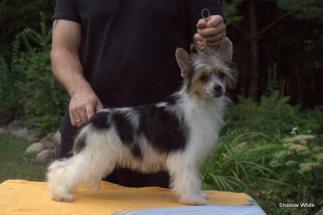 Shadow White Miss Moo