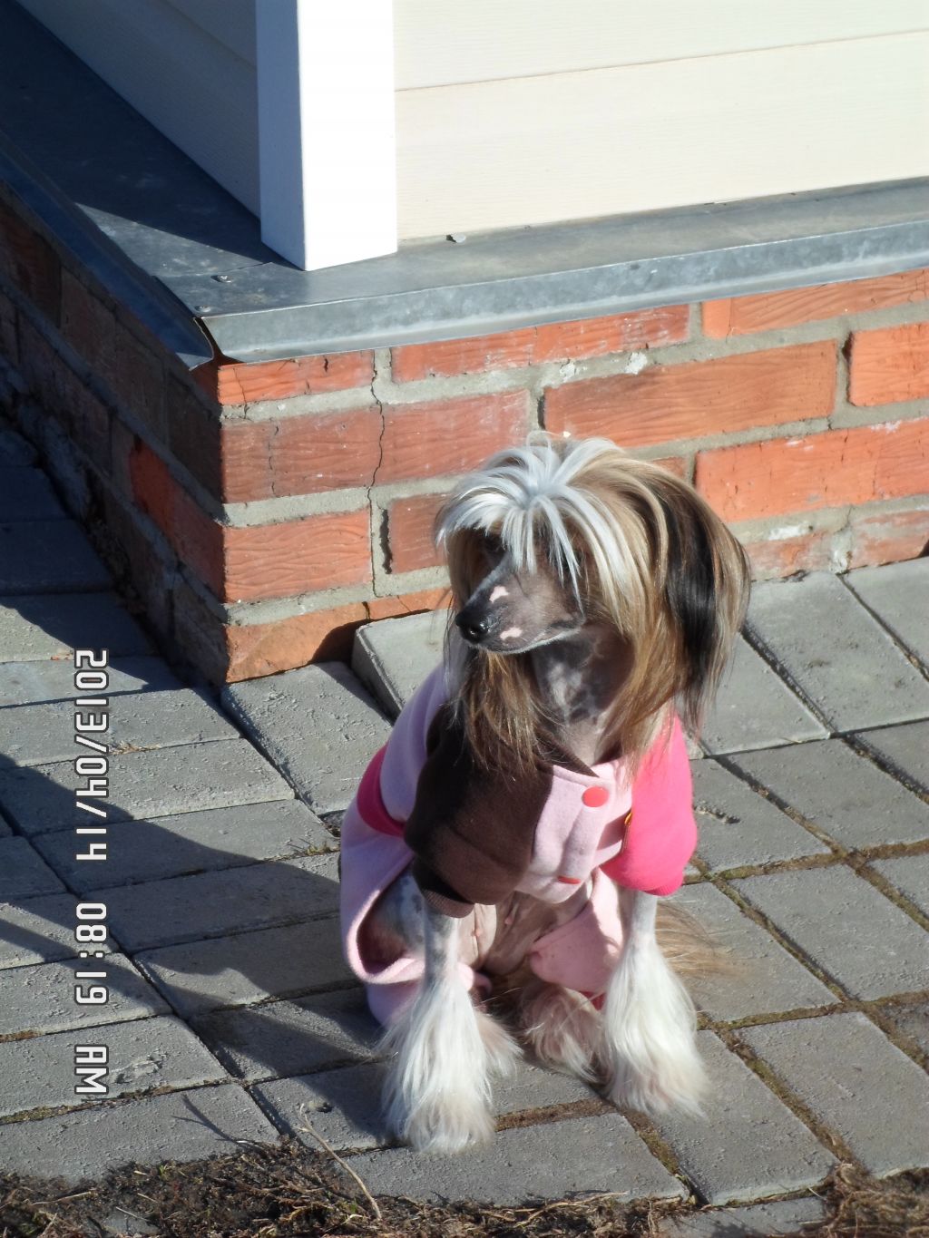 Hohlatiy glamour Bracalini de la Renta