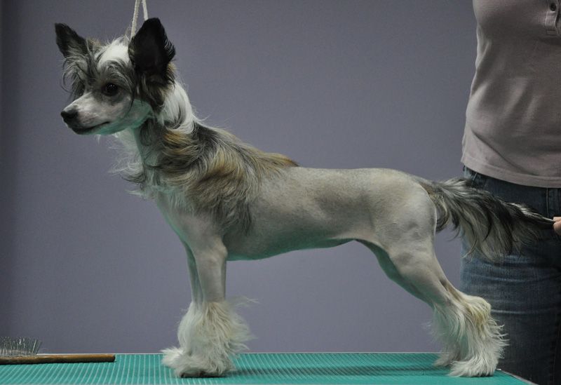 Golden Diamond Cresteds Glendora