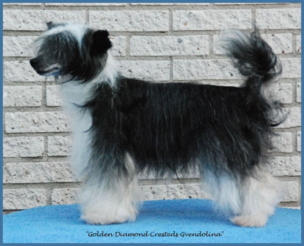 Golden Diamond Cresteds Gvendolina