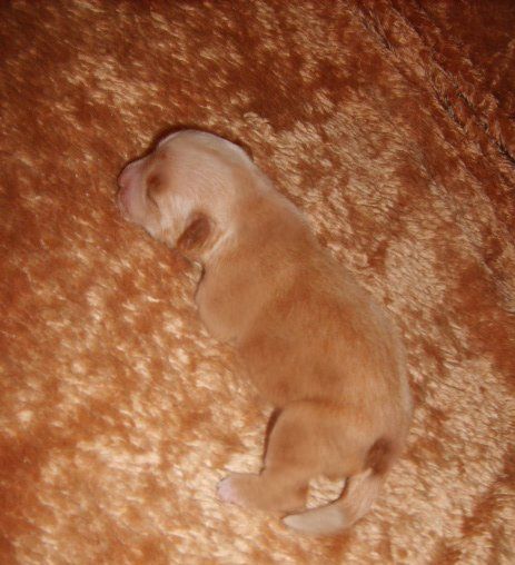 Orero Lovely Happy Dream