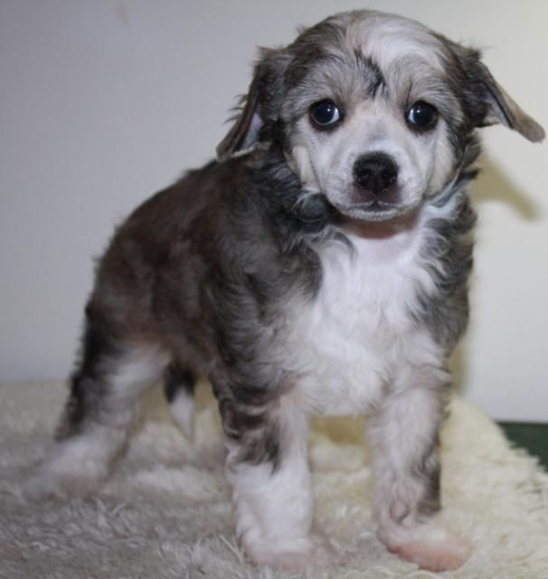 Belleza Unica Kado Kitaiski Potselui