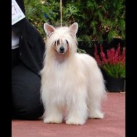 Rafaela Daruma Melisa